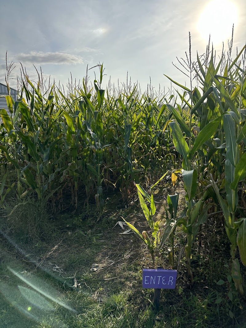 Corn Maze in Gabriels, New York Fright Night