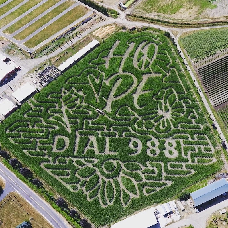 Bella Organic Farm Haunted Maze