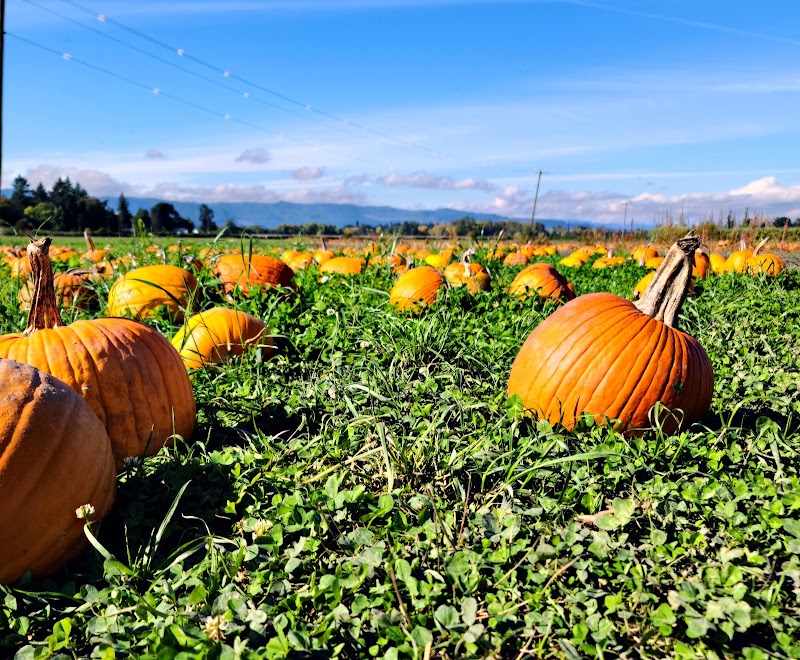 Bella Organic Farm Haunted Maze
