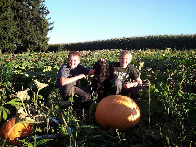 Pumpkin Head Pumpkin Patch
