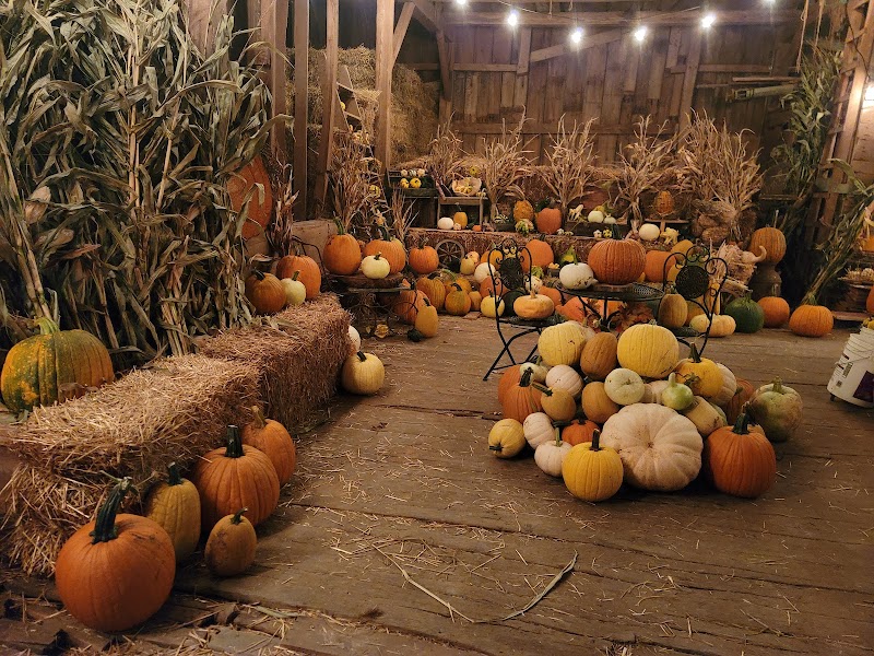 Pumpkin Head Pumpkin Patch