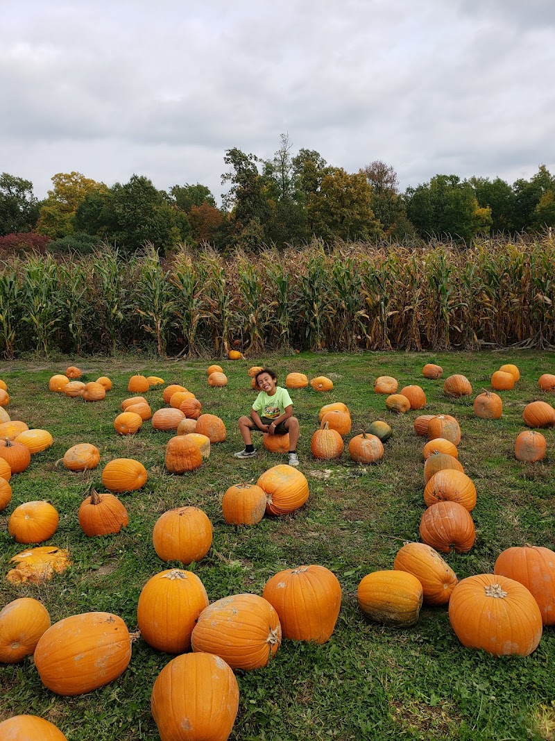 Corn Mazes Directory And Halloween Attractions