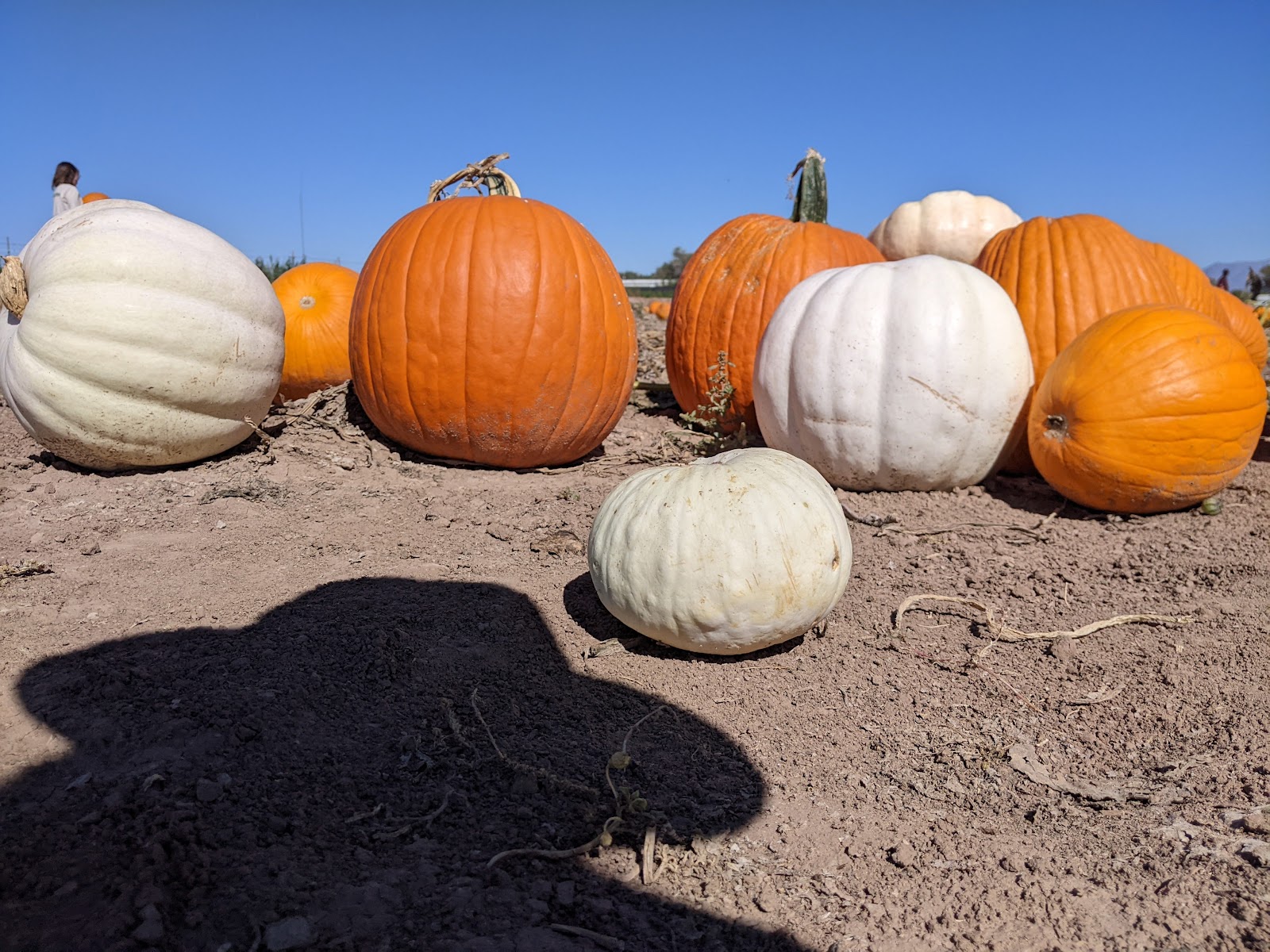 Mesilla Valley Maze Las Cruces, NM Photos & Videos