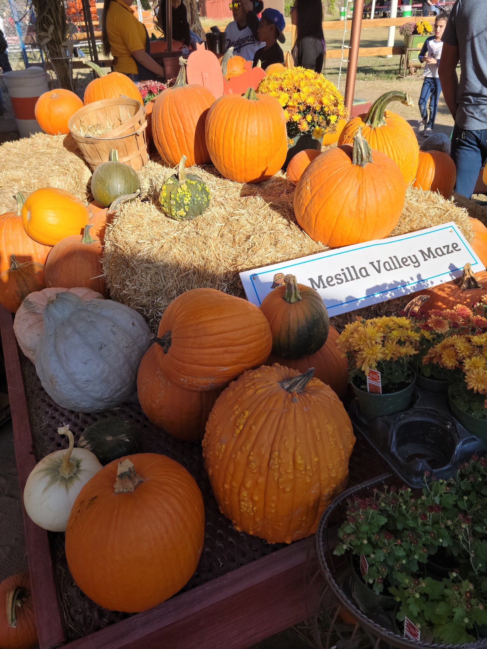 Mesilla Valley Maze Las Cruces, NM Photos & Videos