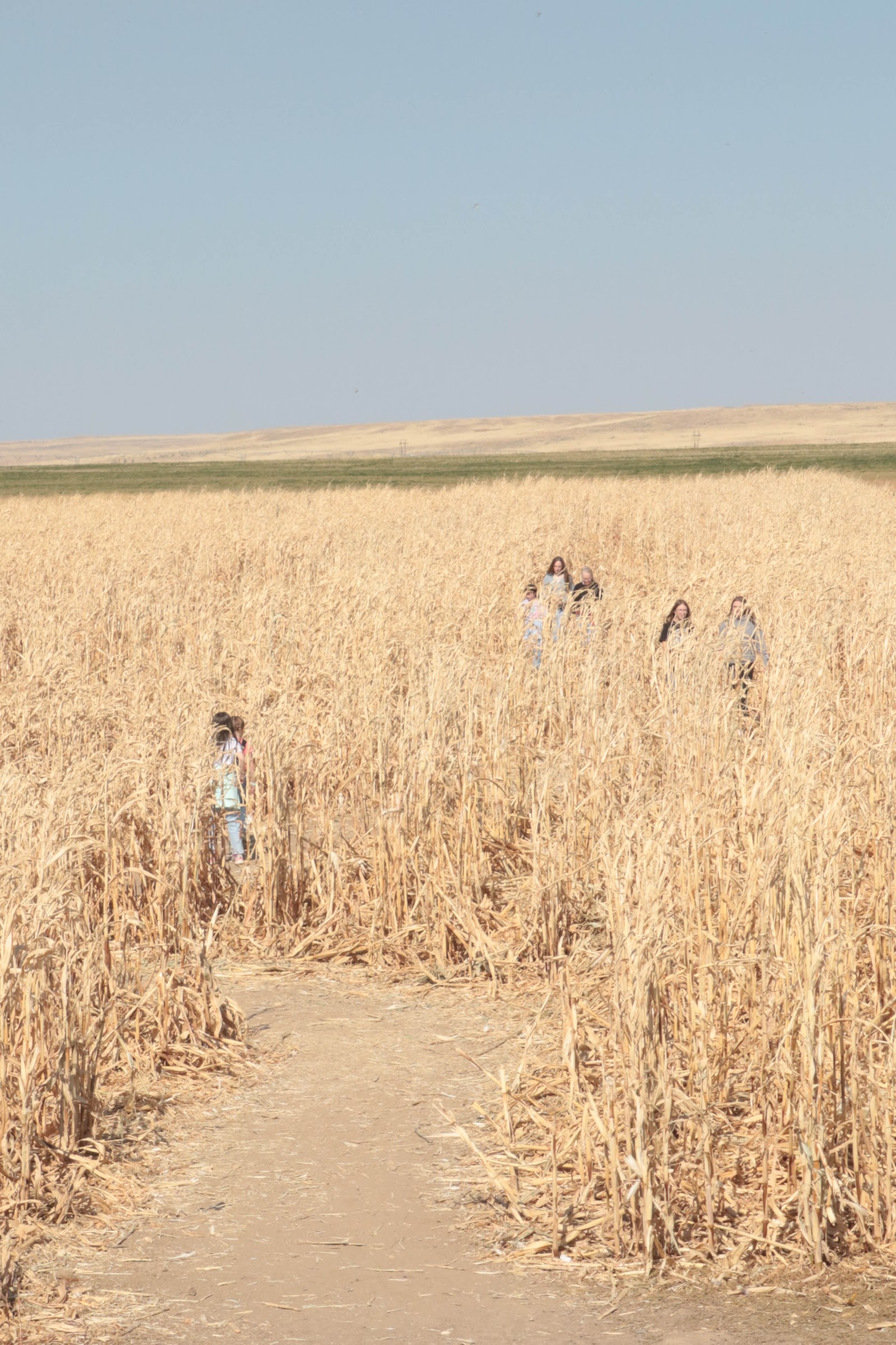 Green Acres Corn Maze