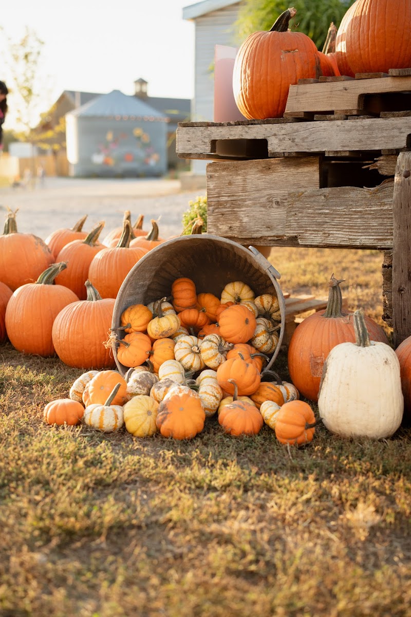 Skinny Bones Haunted Corn Maze
