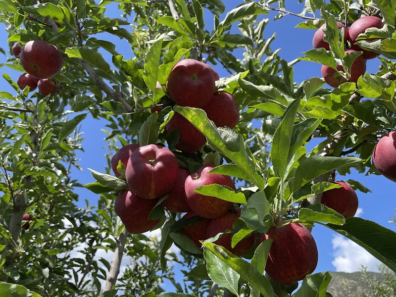 Nichols Ranch Haunted Orchard - New Mexico ...