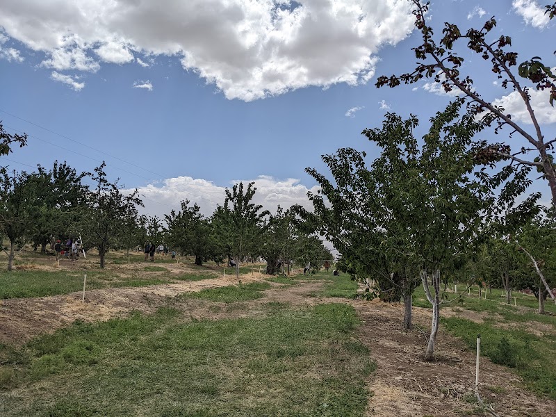 Nichols Ranch Haunted Orchard - New Mexico ...